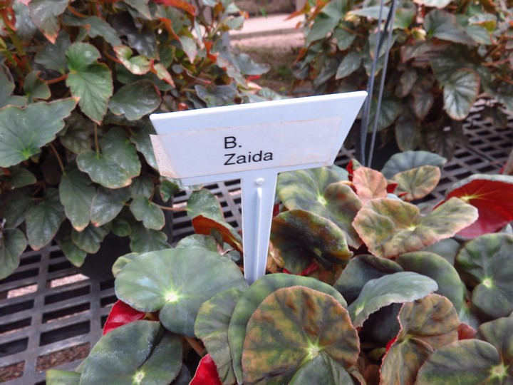 B. ‘Zaida’